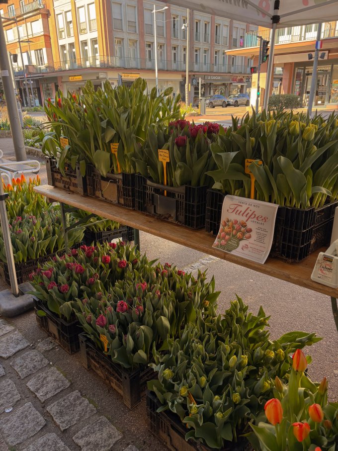 La fraîcheur du matin, la beauté des tulipes